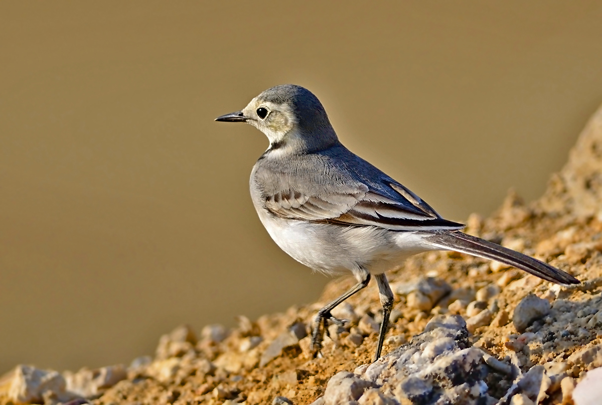 Ak kuyruksallayan » White Wagtail » Motacilla alba