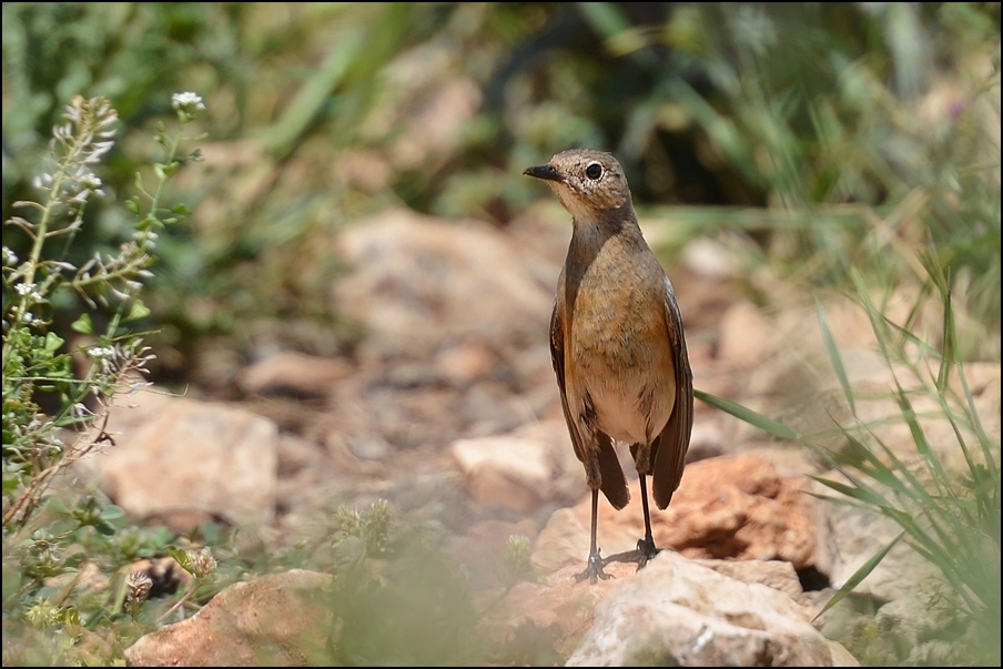 Taşbülbülü » White-throated Robin » Irania gutturalis