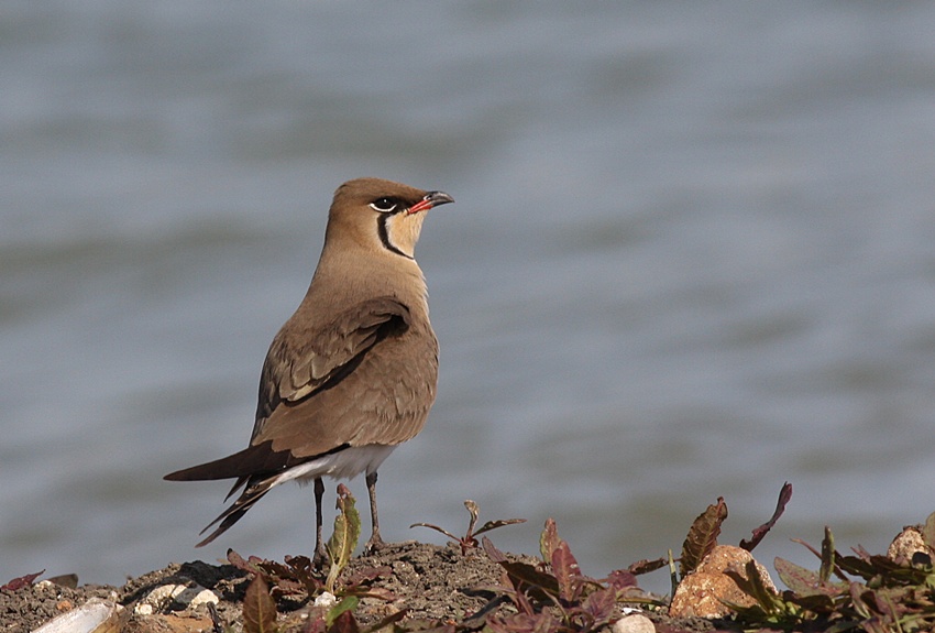 Bataklıkkırlangıcı » Collared Pratincole » Glareola pratincola