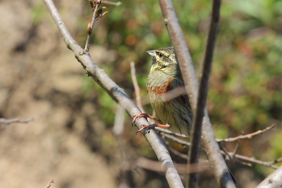 Bahçe kirazkuşu » Cirl Bunting » Emberiza cirlus