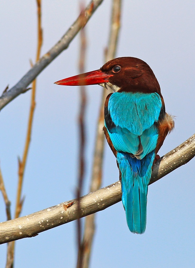 İzmir Yalıçapkını » White-throated Kingfisher » Halcyon smyrnensis