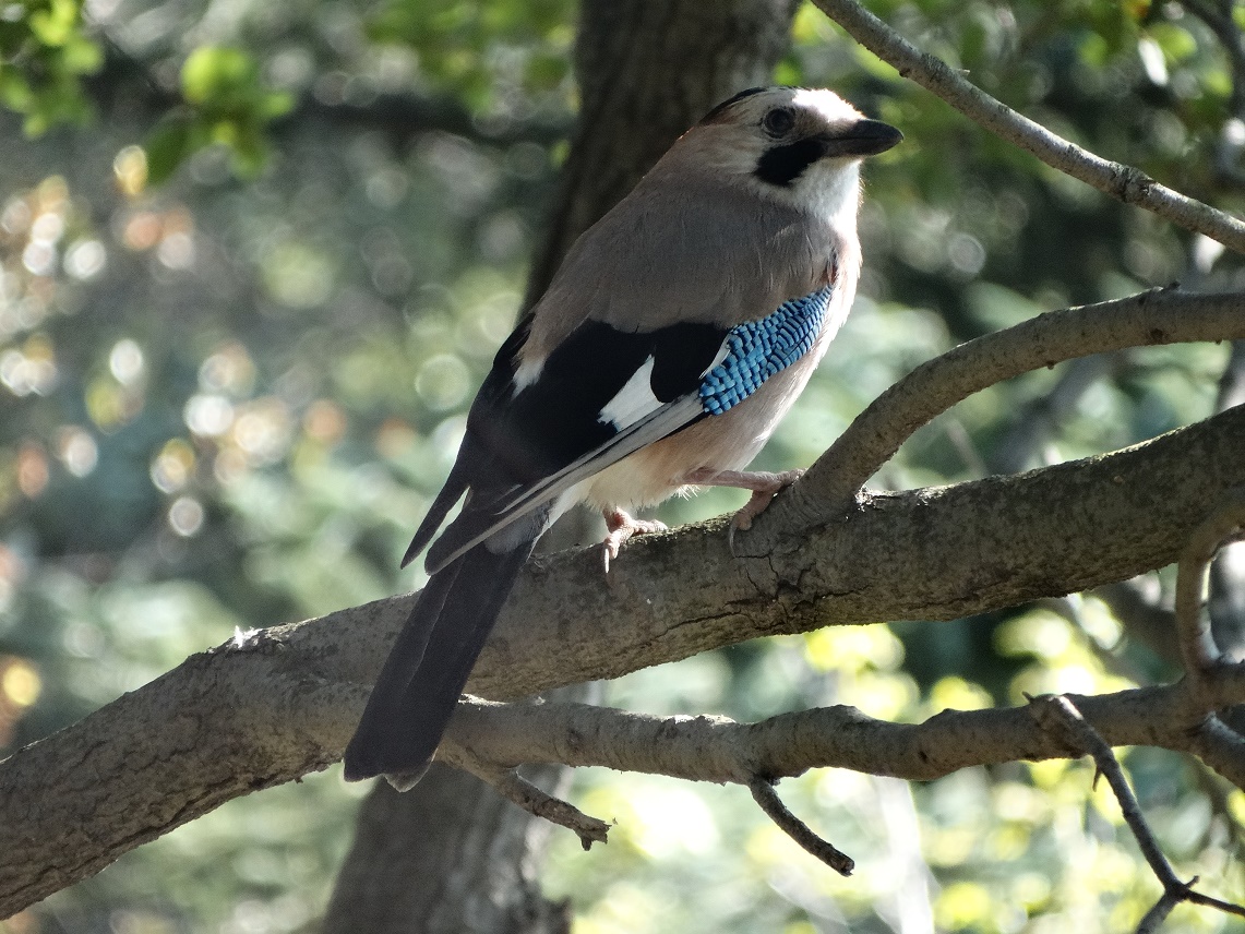 Alakarga » Eurasian Jay » Garrulus glandarius