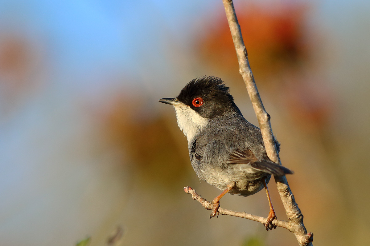 Maskeli ötleğen » Sardinian Warbler » Sylvia melanocephala