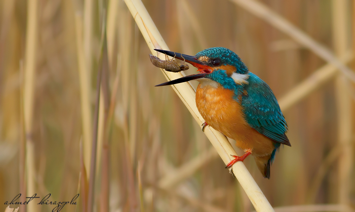Yalıçapkını » Common Kingfisher » Alcedo atthis
