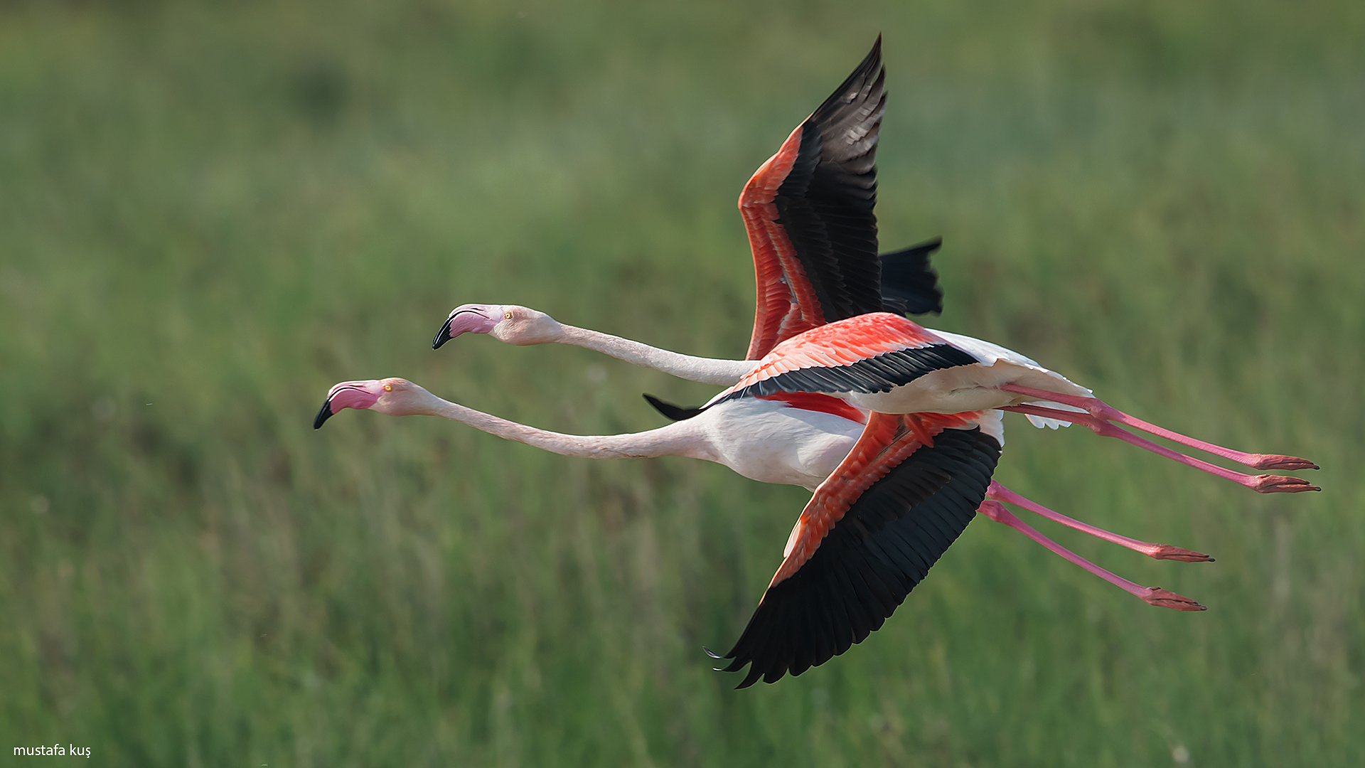 Flamingo » Greater Flamingo » Phoenicopterus roseus