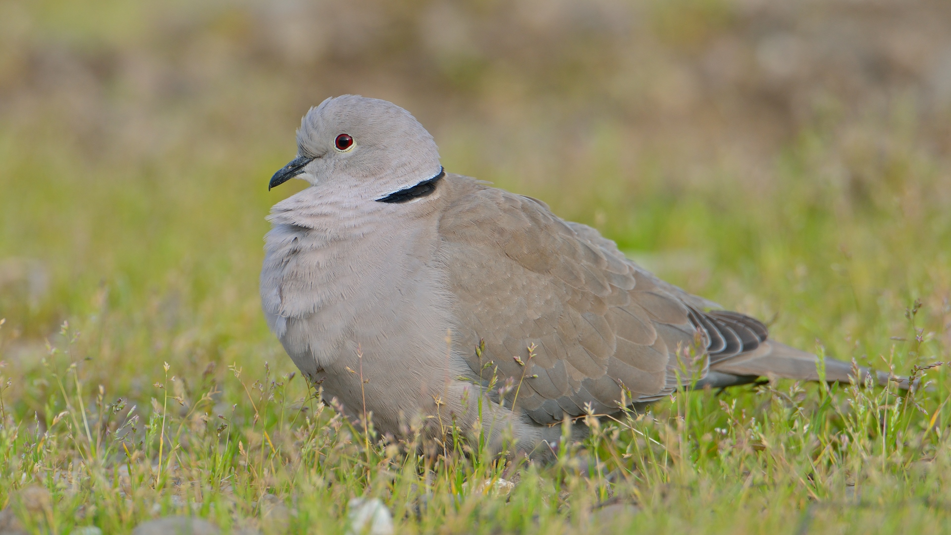 Kumru » Eurasian Collared Dove » Streptopelia decaocto