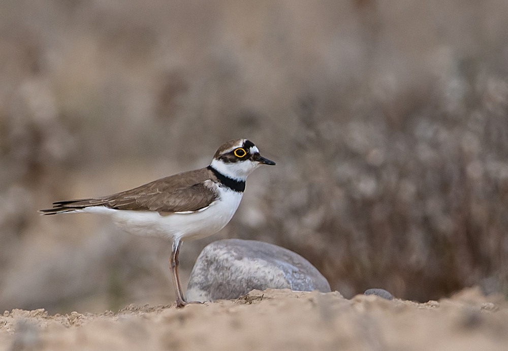 Halkalı küçük cılıbıt » Little Ringed Plover » Charadrius dubius