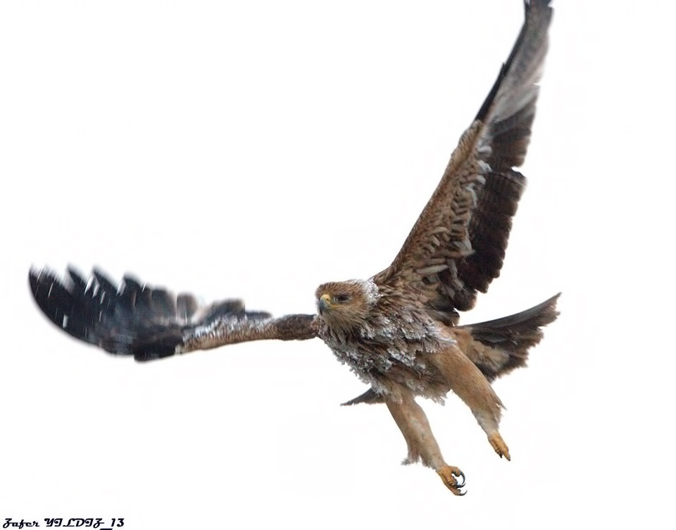 Şah kartal » Eastern Imperial Eagle » Aquila heliaca