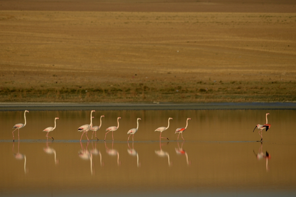 Flamingo