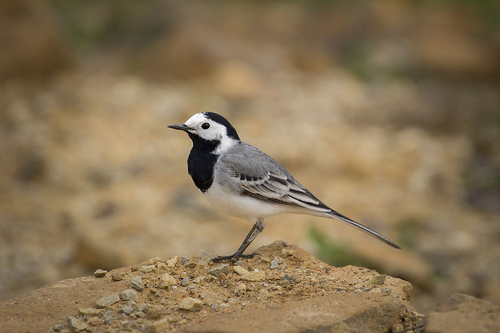 Ak kuyruksallayan » White Wagtail » Motacilla alba