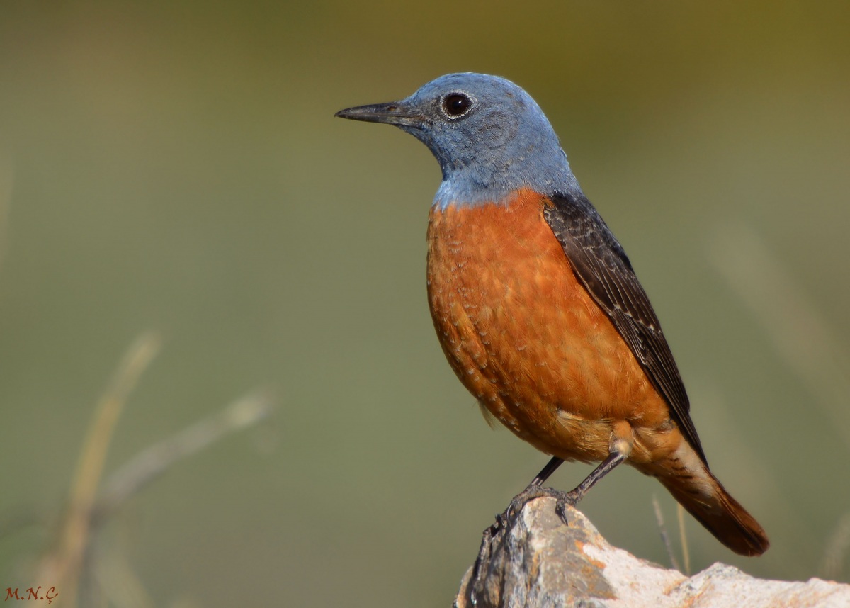Taşkızılı » Common Rock Thrush » Monticola saxatilis
