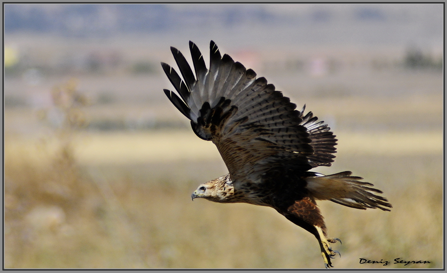 Kızıl şahin » Long-legged Buzzard » Buteo rufinus