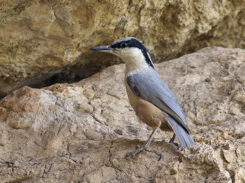 Büyük kaya sıvacısı » Eastern Rock Nuthatch » Sitta tephronota