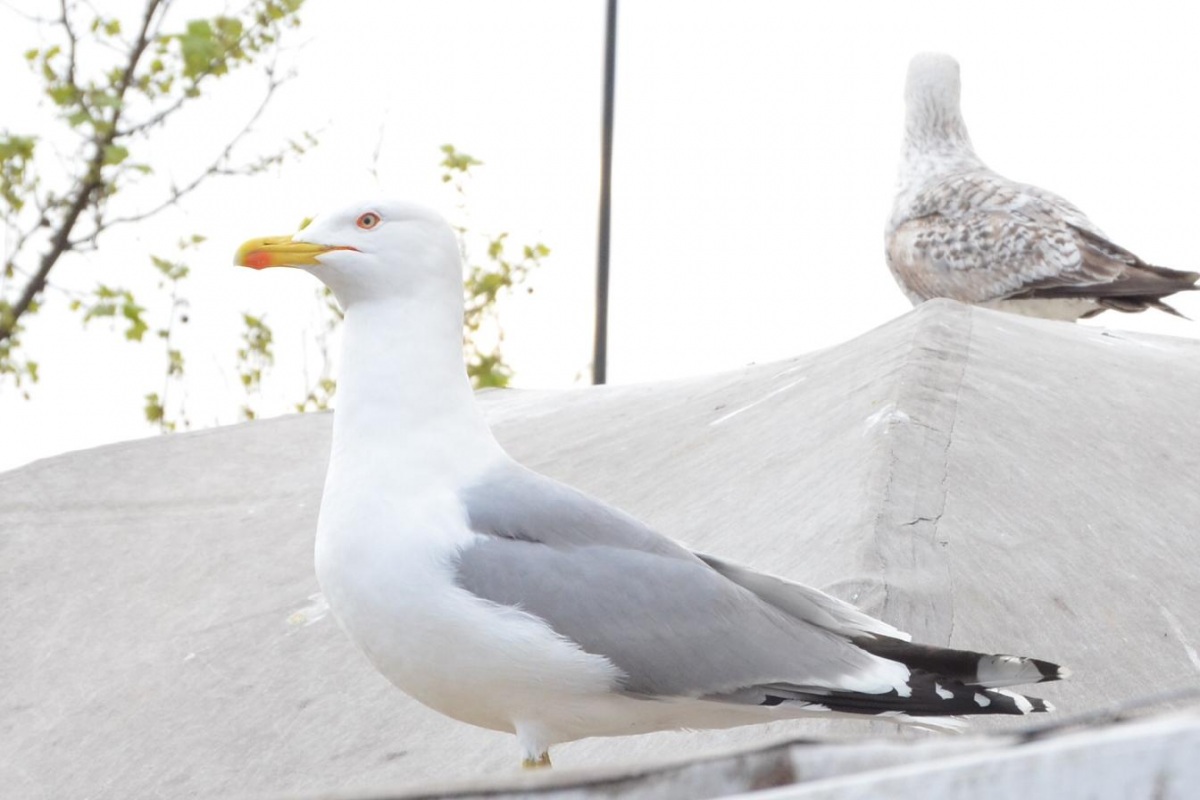 Gümüş martı » Yellow-legged Gull » Larus michahellis