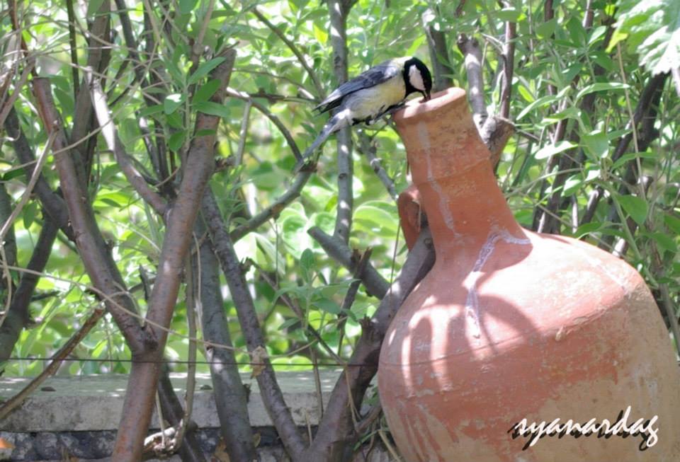Büyük baştankara » Great Tit » Parus major