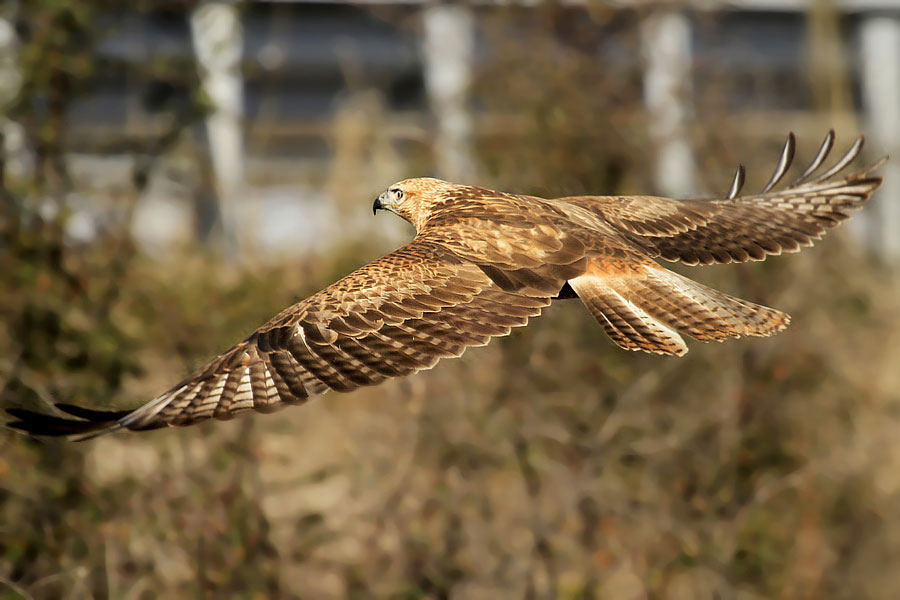 Kızıl şahin » Long-legged Buzzard » Buteo rufinus