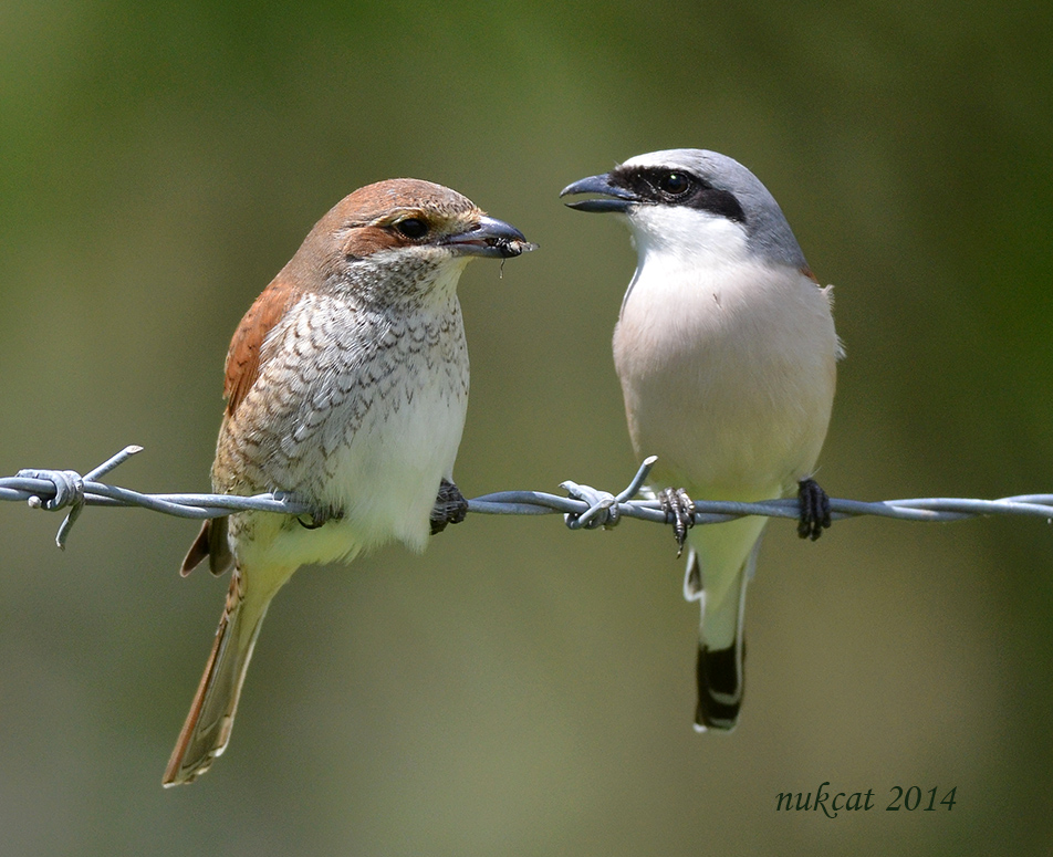 Kızılsırtlı örümcekkuşu » Red-backed Shrike » Lanius collurio