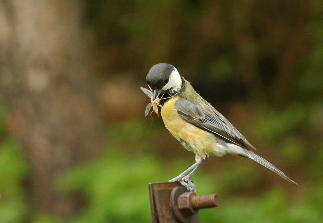 Büyük baştankara » Great Tit » Parus major