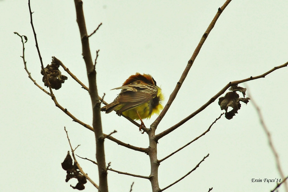 Karabaşlı kirazkuşu » Black-headed Bunting » Emberiza melanocephala