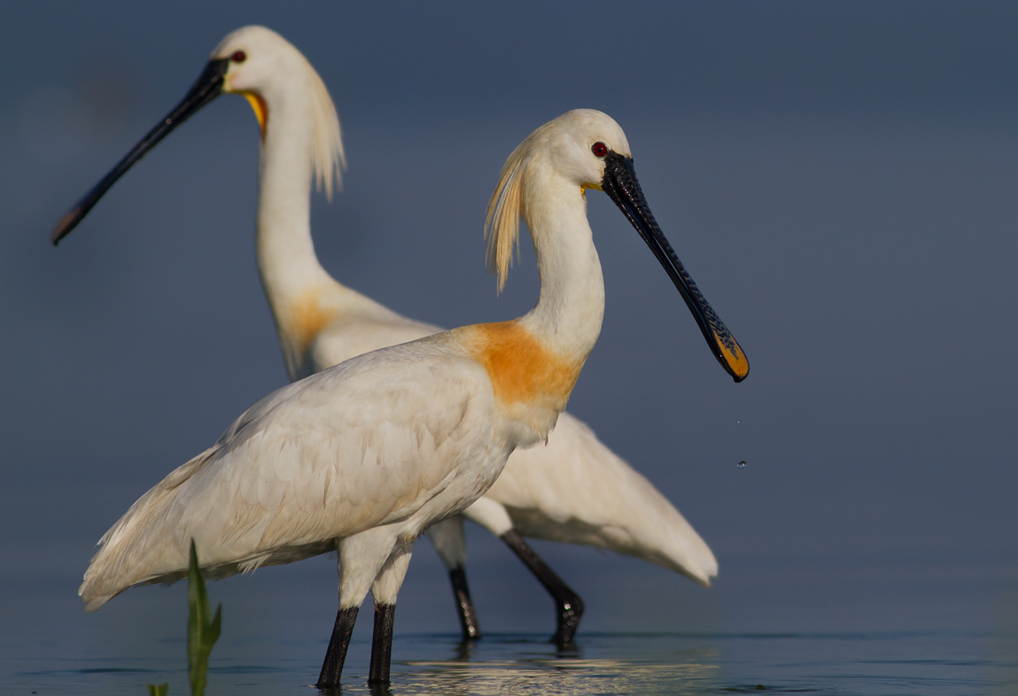 Kaşıkçı » Eurasian Spoonbill » Platalea leucorodia