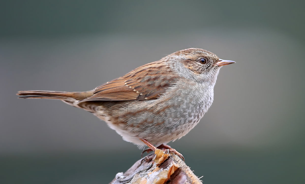 Dağbülbülü » Dunnock » Prunella modularis