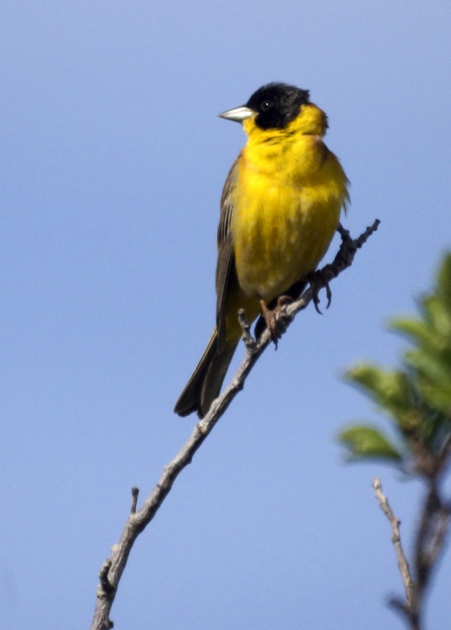 Karabaşlı kirazkuşu » Black-headed Bunting » Emberiza melanocephala