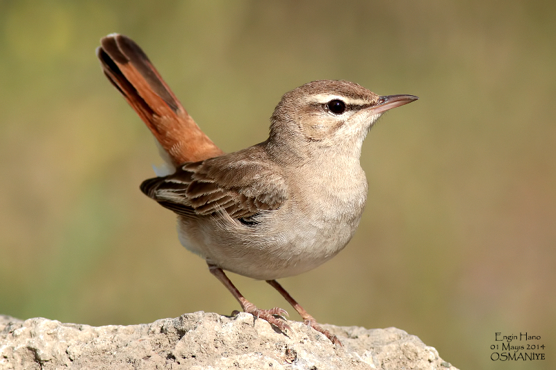Çalıbülbülü » Rufous-tailed Scrub Robin » Cercotrichas galactotes