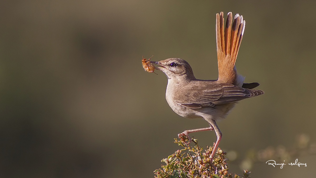 Çalıbülbülü » Rufous-tailed Scrub Robin » Cercotrichas galactotes