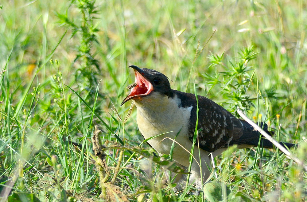 Tepeli guguk » Great Spotted Cuckoo » Clamator glandarius