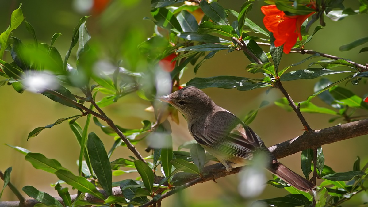 Zeytin mukallidi