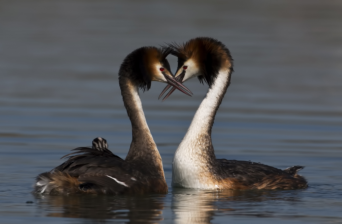 Bahri » Great Crested Grebe » Podiceps cristatus
