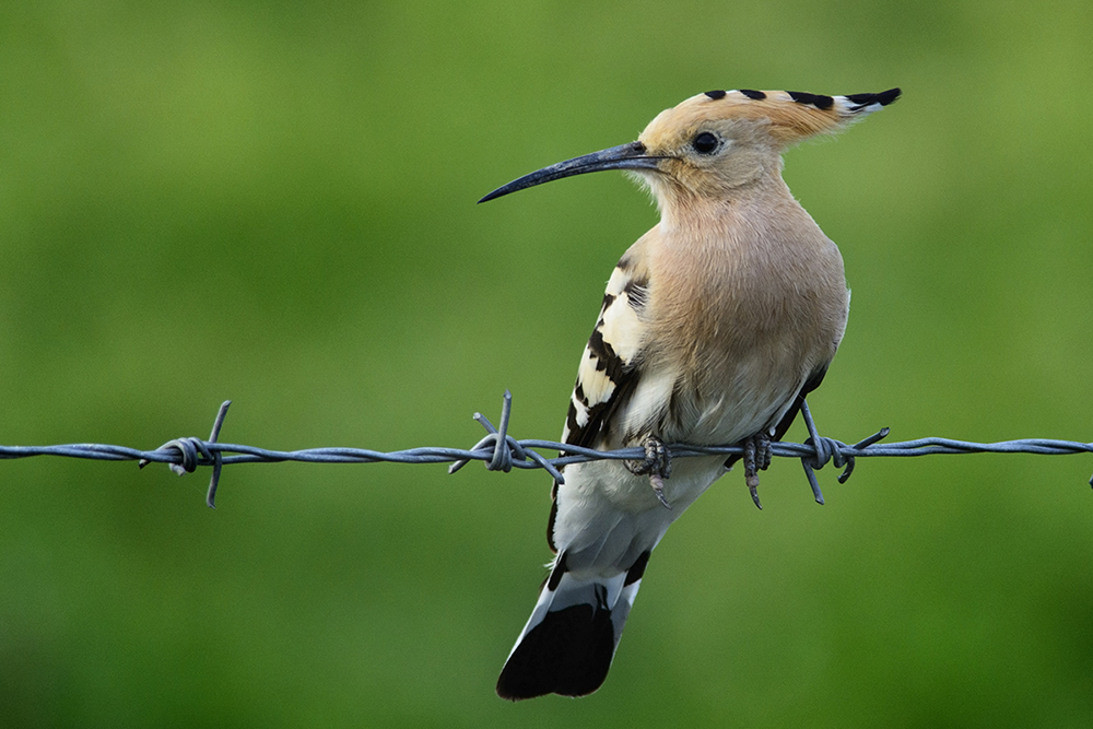 İbibik » Eurasian Hoopoe » Upupa epops