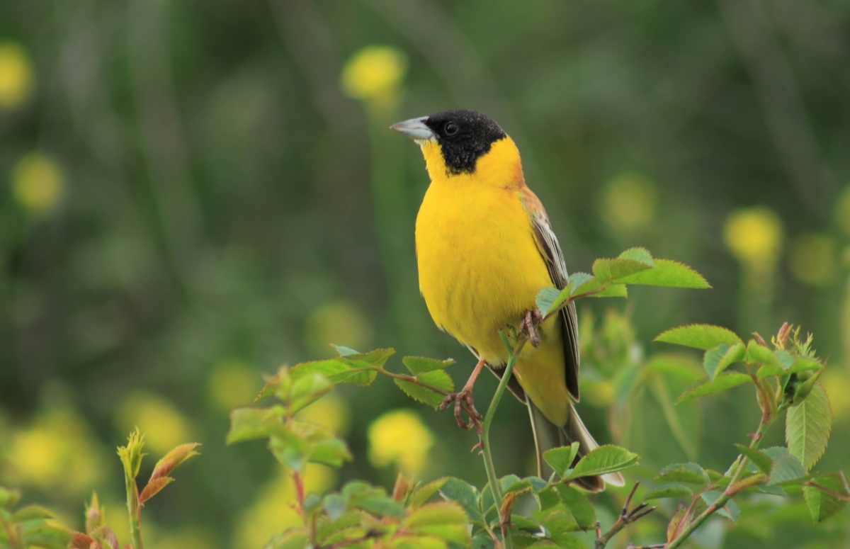 Karabaşlı kirazkuşu » Black-headed Bunting » Emberiza melanocephala