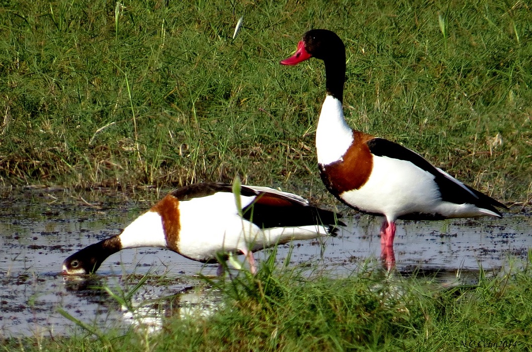 Suna » Common Shelduck » Tadorna tadorna