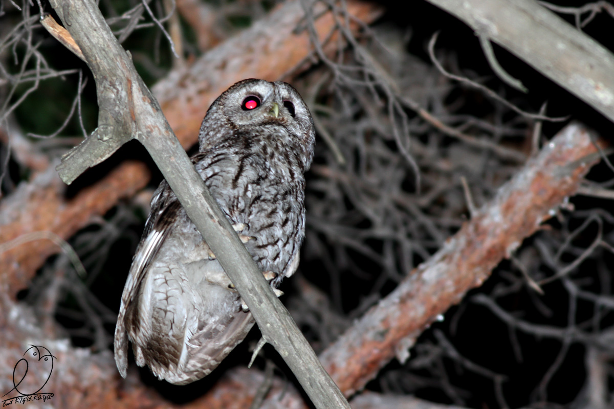 Alaca baykuş » Tawny Owl » Strix aluco