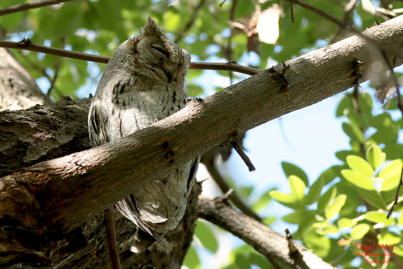 Çizgili ishakkuşu » Pallid Scops Owl » Otus brucei