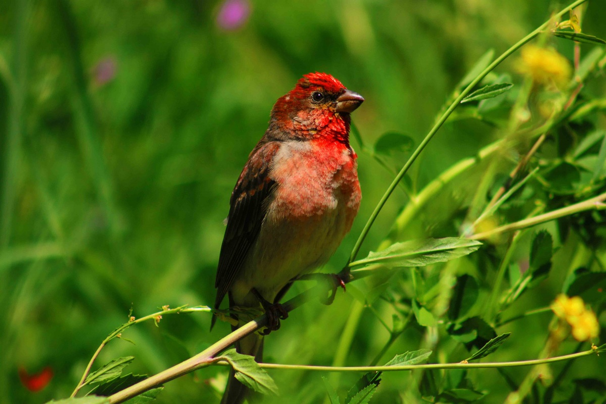 Çütre » Common Rosefinch » Carpodacus erythrinus