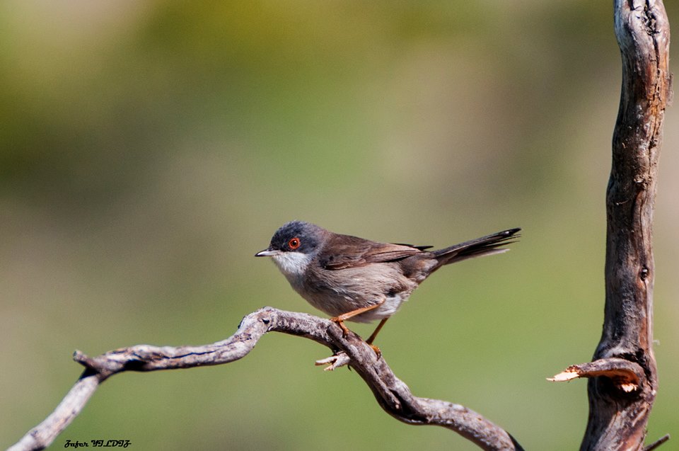 Maskeli ötleğen » Sardinian Warbler » Sylvia melanocephala