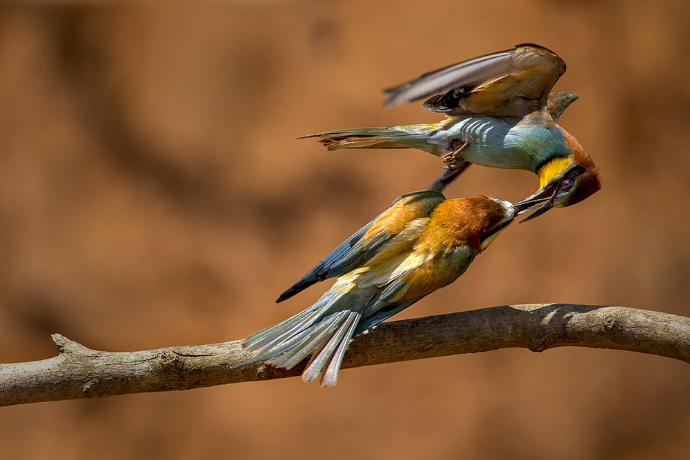 Arıkuşu » European Bee-eater » Merops apiaster