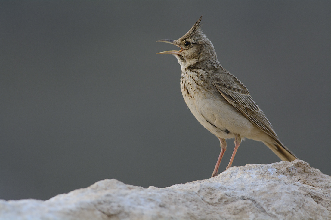 Tepeli toygar » Crested Lark » Galerida cristata