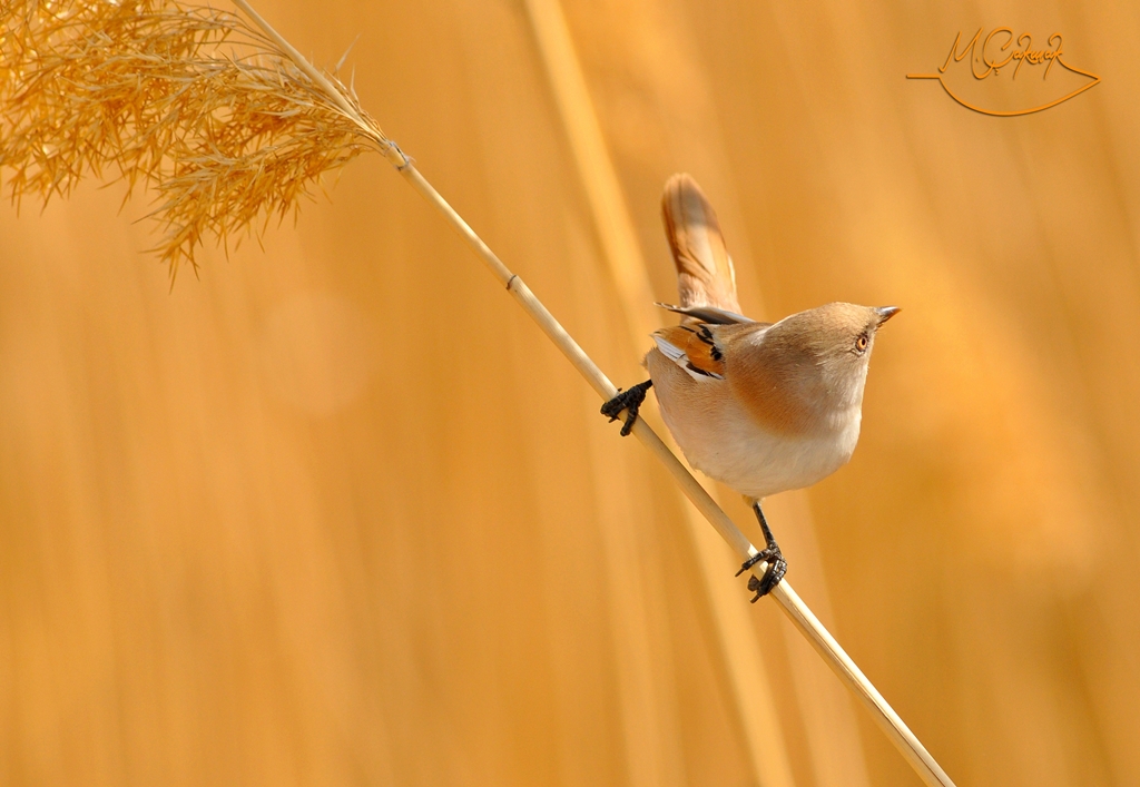 Bıyıklı baştankara » Bearded Reedling » Panurus biarmicus