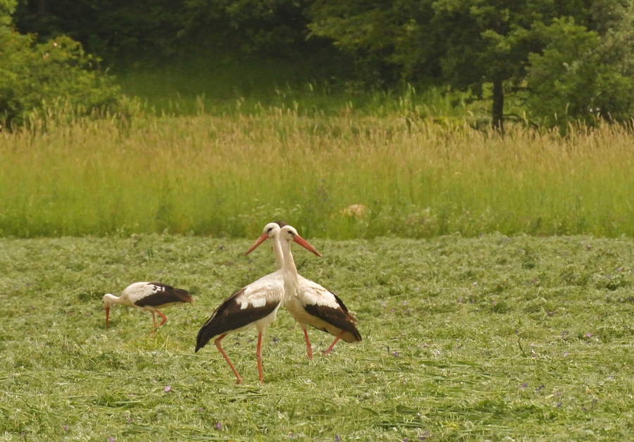 Leylek » White Stork » Ciconia ciconia