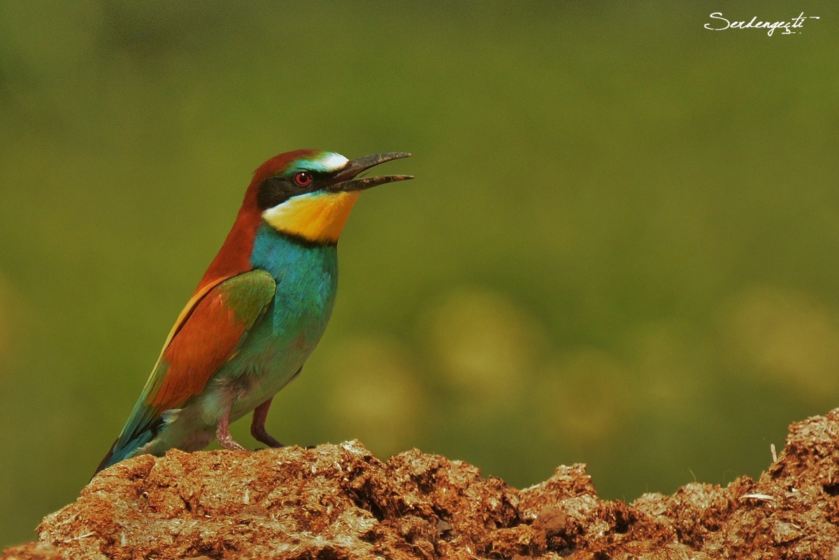 Arıkuşu » European Bee-eater » Merops apiaster