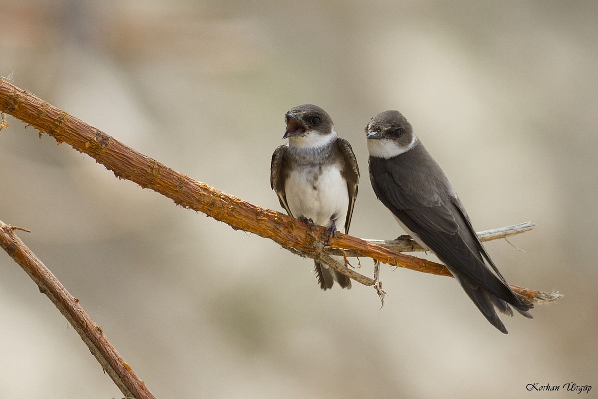 Kum kırlangıcı » Sand Martin » Riparia riparia