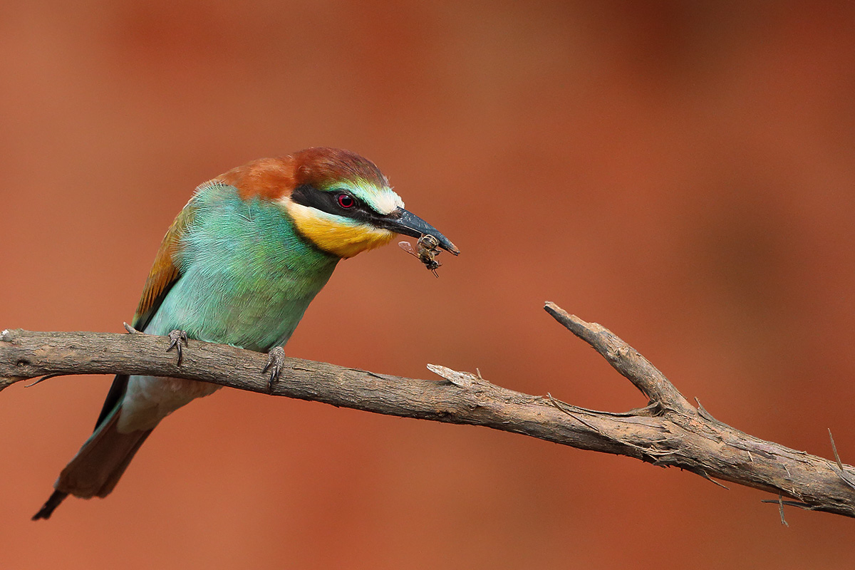 Arıkuşu » European Bee-eater » Merops apiaster