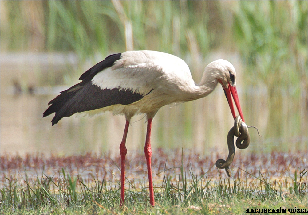 Leylek » White Stork » Ciconia ciconia