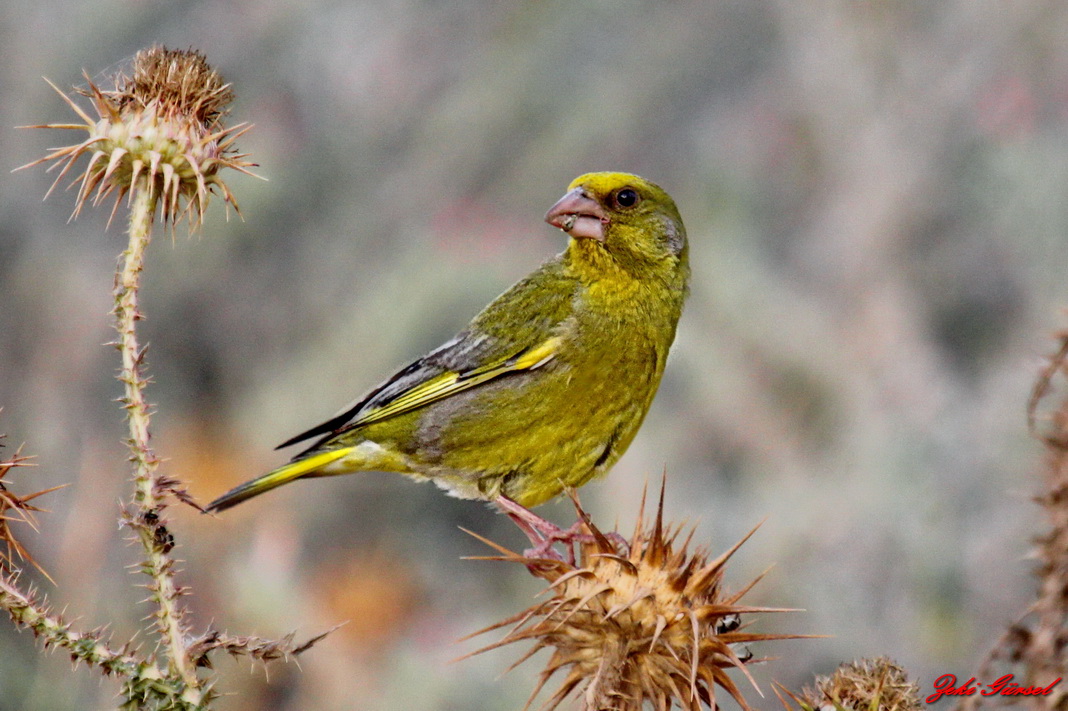 Florya » European Greenfinch » Chloris chloris