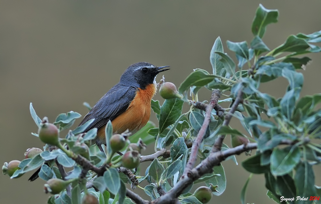 Taşbülbülü » White-throated Robin » Irania gutturalis