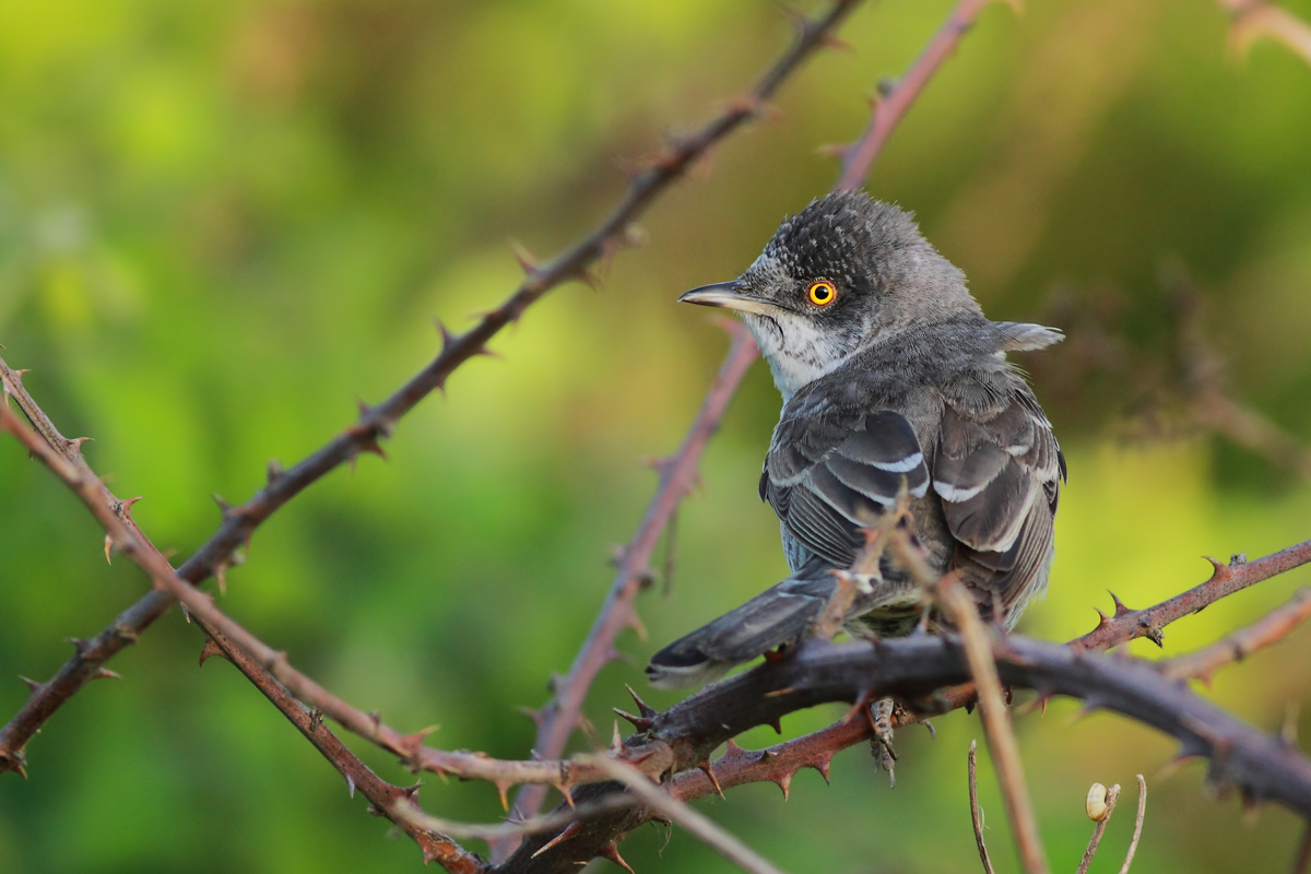 Çizgili ötleğen » Barred Warbler » Sylvia nisoria