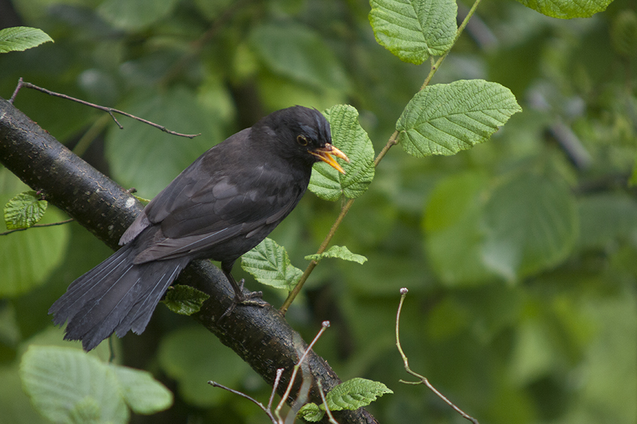 Karatavuk » Common Blackbird » Turdus merula